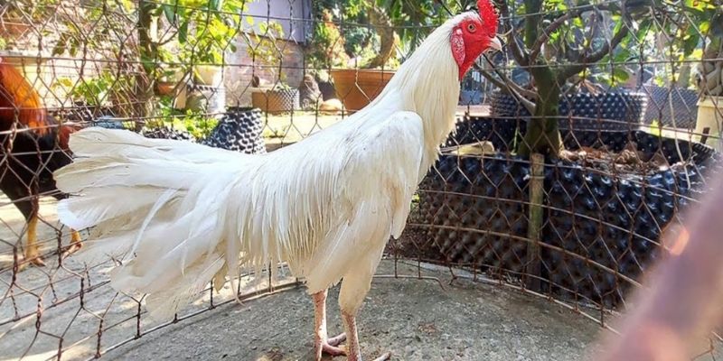 Coi màu mạng đá gà mệnh kim chuẩn Coi màu mạng đá gà mệnh kim chuẩn