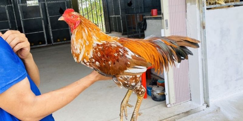 Coi màu mạng đá gà mệnh thổ Coi màu mạng đá gà mệnh thổ