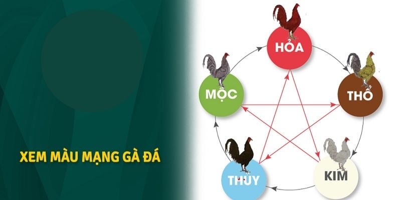 Tìm hiểu về việc coi màu mạng gà đá Tìm hiểu về việc coi màu mạng gà đá