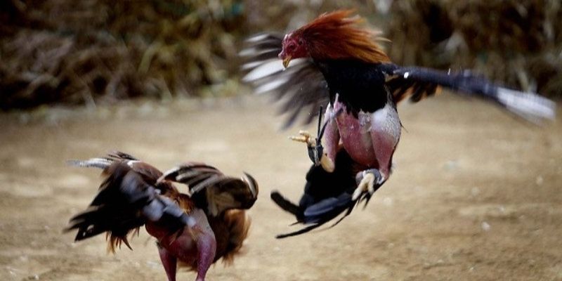 Gà đá đòn độc bất ngờ Gà đá đòn độc bất ngờ
