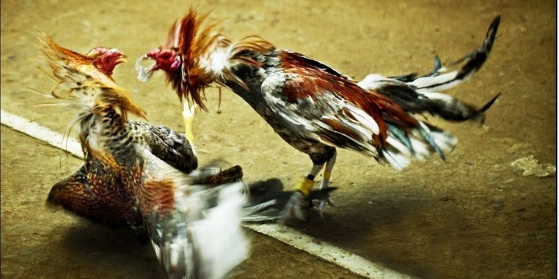 Gà đá đòn độc gây ám ảnh Gà đá đòn độc gây ám ảnh