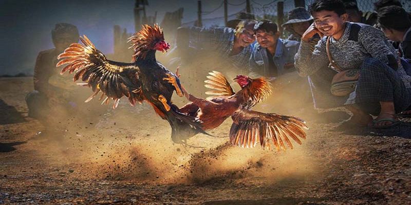 Cách phân định thắng thua luật đá gà miền Nam chuẩn Cách phân định thắng thua luật đá gà miền Nam chuẩn