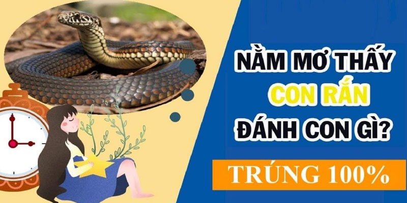 Tham khảo số đề chuẩn xác khi nằm mơ thấy rắn Tham khảo số đề chuẩn xác khi nằm mơ thấy rắn