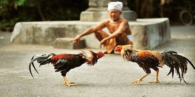 Tìm hiểu luật chọi gà miền Bắc Tìm hiểu luật chọi gà miền Bắc