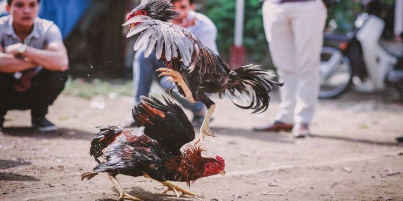 Luật đá gà miền Nam đảm bảo công bằng cho kê thủ Luật đá gà miền Nam đảm bảo công bằng cho kê thủ
