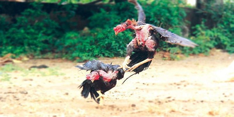 Nội dung chi tiết về luật đá gà miền Nam Nội dung chi tiết về luật đá gà miền Nam